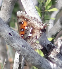 Phasis braueri
