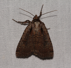 Eueretagrotis attentus