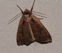 Eueretagrotis attentus