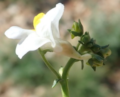 Nemesia fruticans