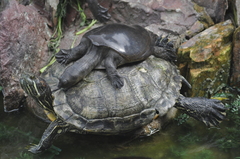 Lissemys scutata