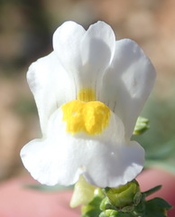 Nemesia fruticans