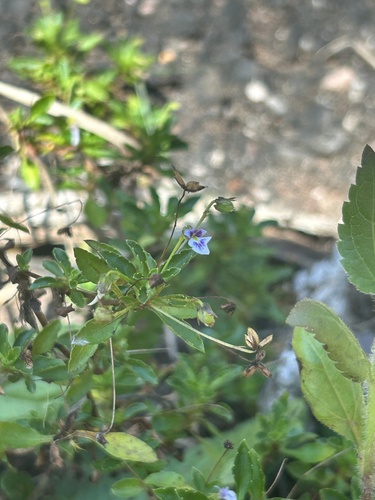Hybanthus violet (Viola hybanthoides)