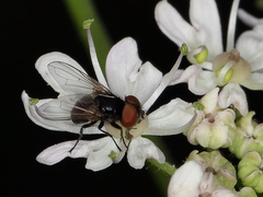 Phasia pusilla