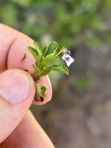 Image of Viola hybanthoides by (c) eustreptospondylus, some rights reserved (CC BY)
