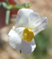 Nemesia fruticans