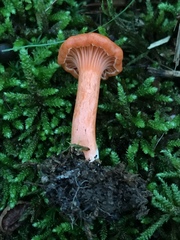 Cantharellus corallinus