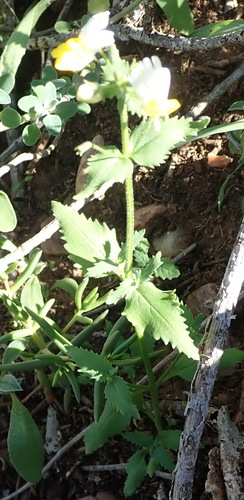 Image of Nemesia ligulata by (c) Nicola van Berkel, some rights reserved (CC BY-SA)