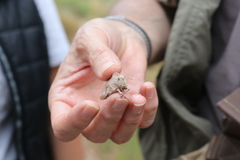 Ocnerodes prosternalis