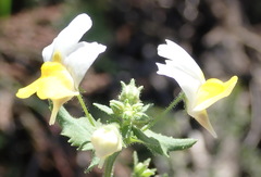 Nemesia ligulata