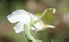 Nemesia ligulata