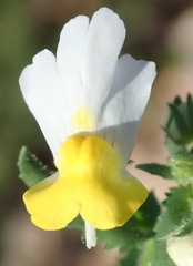Nemesia ligulata