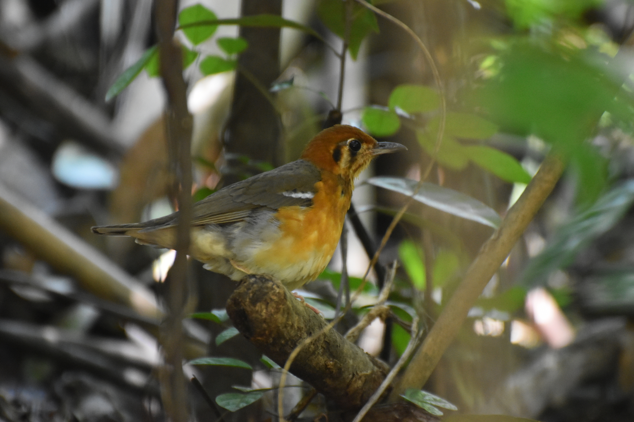 Orange-headed Thrush