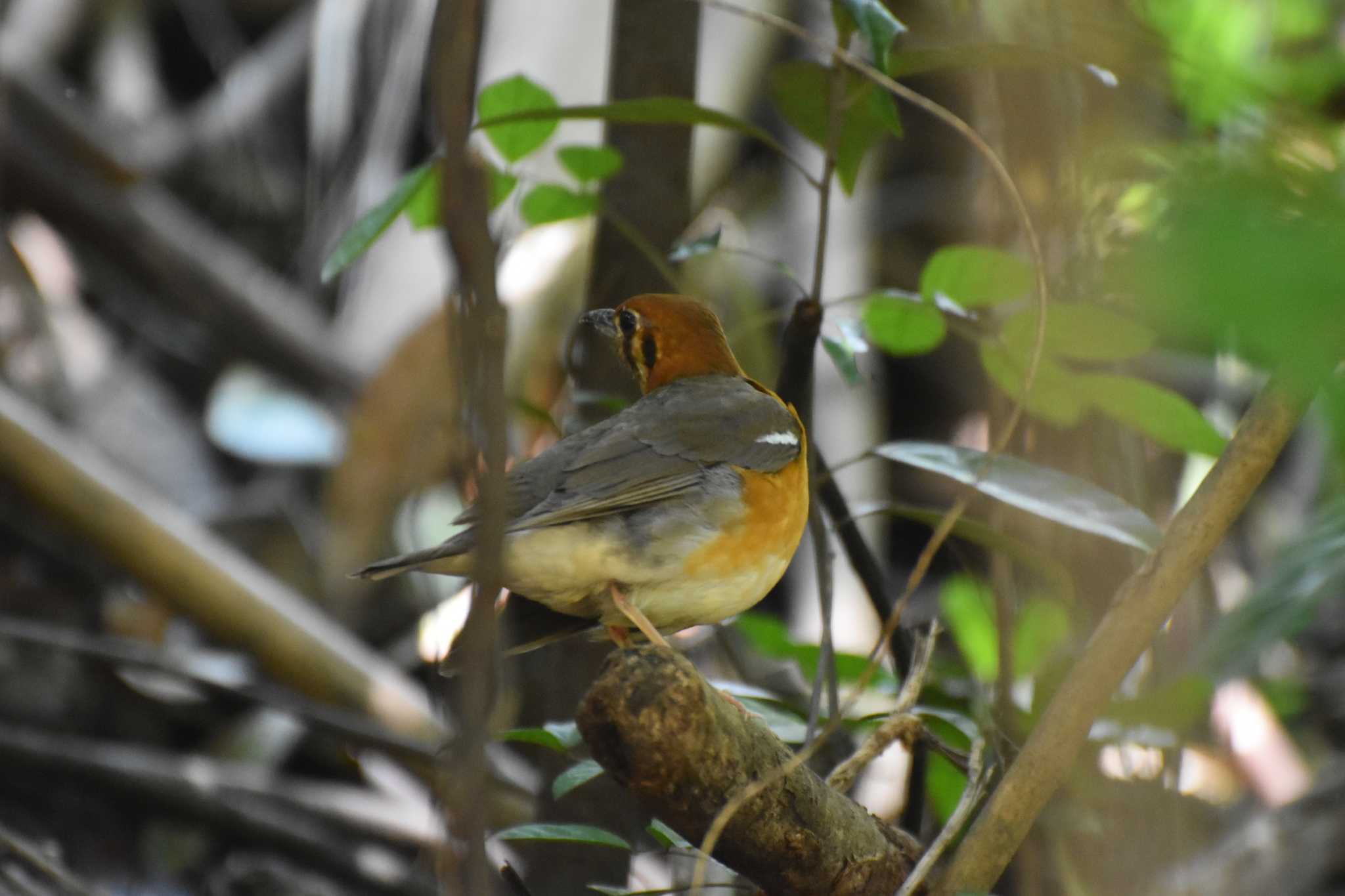 Orange-headed Thrush