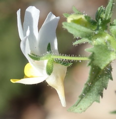 Nemesia ligulata