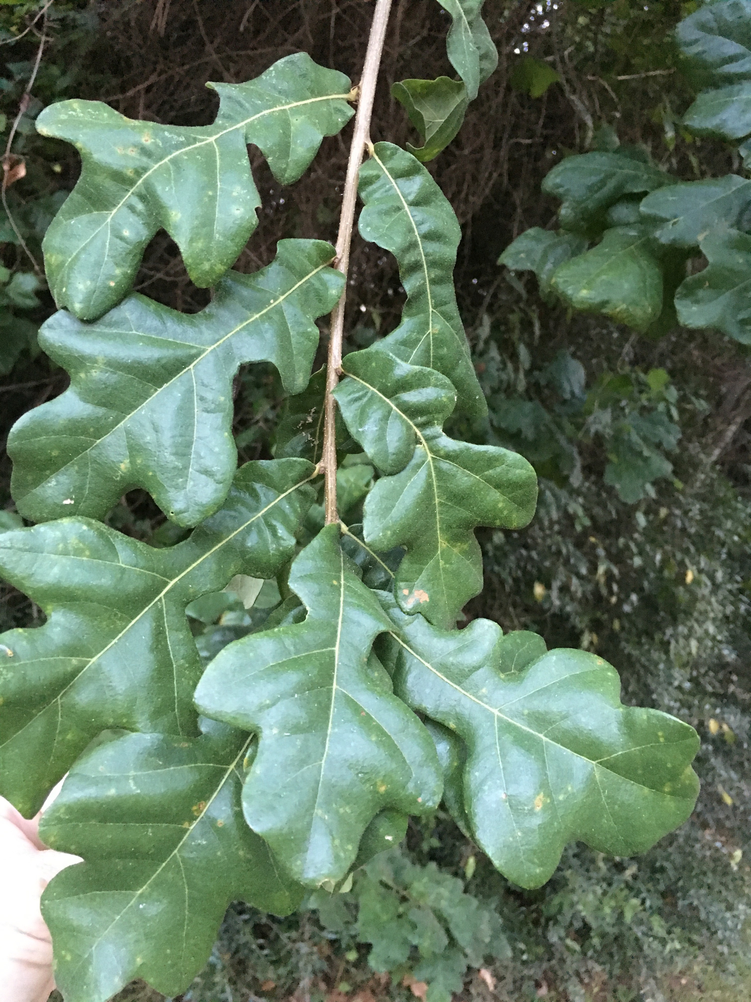 Quercus similis