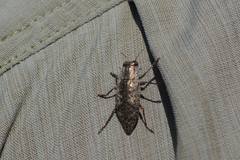 Chrysochroinae