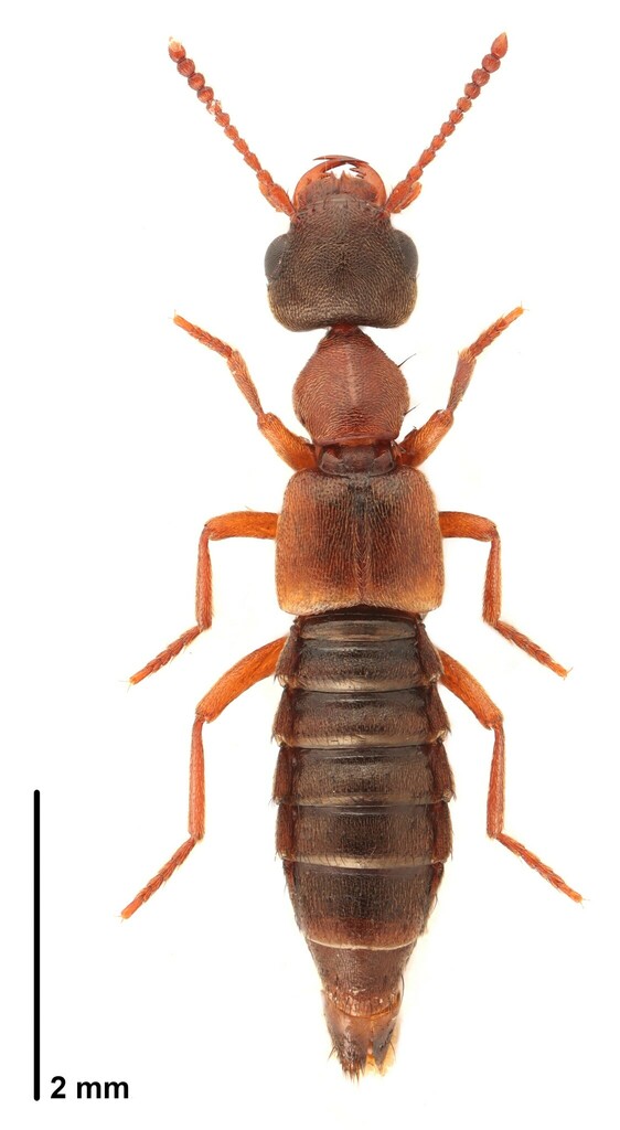 Pachystilicus