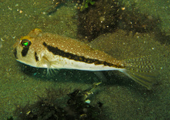 Randall's Puffer photo 3