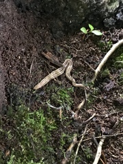 Bipalium pennsylvanicum