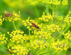 Ichneumon ambulatorius