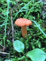 Cantharellus corallinus
