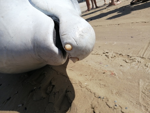 Photo of Cuvier's beaked whale (Ziphius cavirostris)