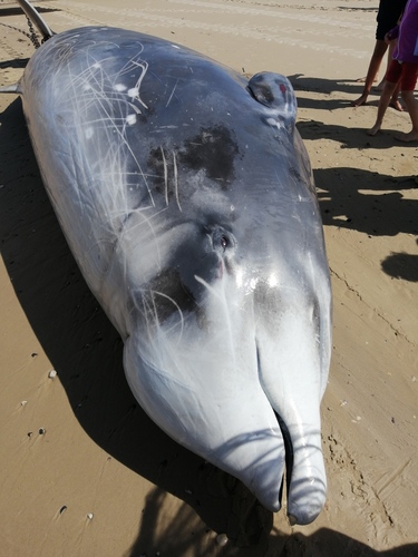 Photo of Cuvier's beaked whale (Ziphius cavirostris)