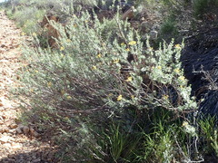 Lasiosiphon meisnerianus