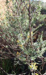 Lasiosiphon meisnerianus