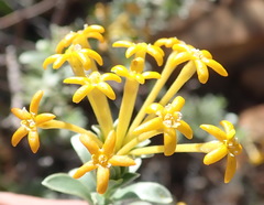 Lasiosiphon meisnerianus