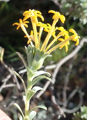 Lasiosiphon meisnerianus