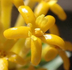 Lasiosiphon meisnerianus