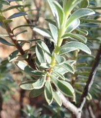 Lasiosiphon meisnerianus