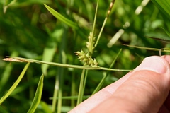 Carex conoidea
