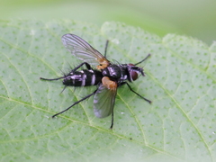 Phyllomya volvulus
