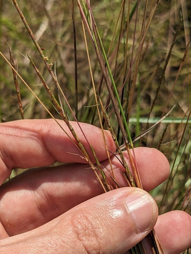 Slender Little Bluestem (Schizachyrium tenerum)