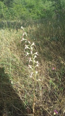 Himantoglossum caprinum