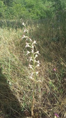 Himantoglossum caprinum