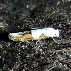 Mompha circumscriptella