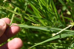Carex conoidea