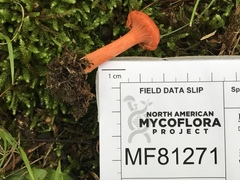 Cantharellus corallinus