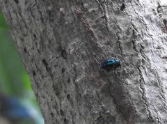 Chrysobothris sauteri