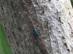 Chrysobothris sauteri