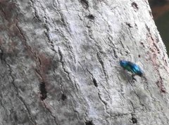 Chrysobothris sauteri