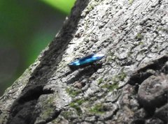 Chrysobothris sauteri