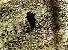 Chrysobothris sauteri