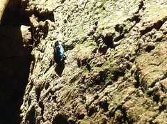 Chrysobothris sauteri