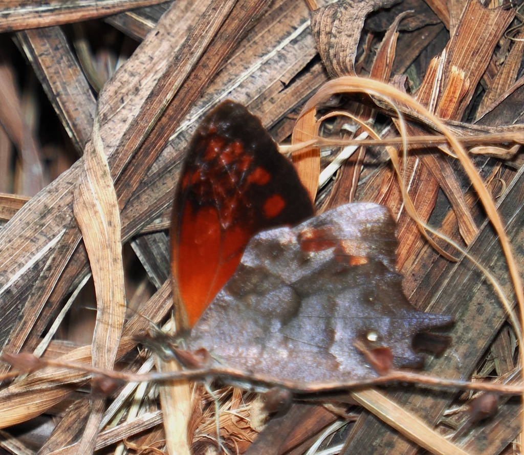 Lasiophila circe
