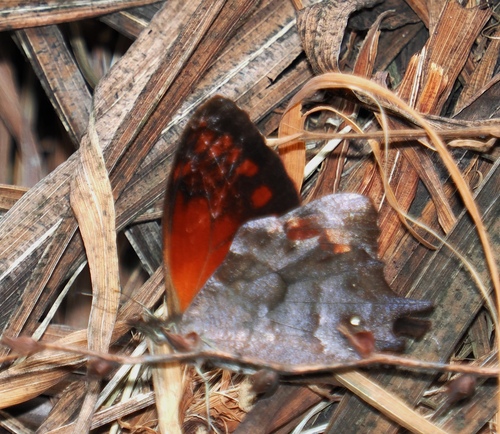 Lasiophila circe